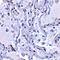 Telomerase Associated Protein 1 antibody, orb74430, Biorbyt, Immunohistochemistry paraffin image 