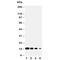 D-Dopachrome Tautomerase antibody, R30521, NSJ Bioreagents, Western Blot image 