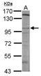 DLG Associated Protein 2 antibody, NBP2-16175, Novus Biologicals, Western Blot image 