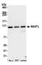 Microtubule Associated Serine/Threonine Kinase Like antibody, A302-190A, Bethyl Labs, Western Blot image 