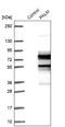 Paralemmin antibody, NBP1-87770, Novus Biologicals, Western Blot image 