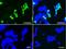 Cancer/testis antigen 1 antibody, NBP1-47714, Novus Biologicals, Immunofluorescence image 