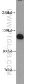 ELKS/Rab6-interacting/CAST family member 1 antibody, 22211-1-AP, Proteintech Group, Western Blot image 