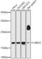 Ubiquitin Conjugating Enzyme E2 C antibody, GTX33567, GeneTex, Western Blot image 