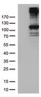 RB Transcriptional Corepressor 1 antibody, CF805656, Origene, Western Blot image 