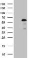 Zinc Finger Protein 200 antibody, TA808209S, Origene, Western Blot image 