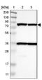 Protein transport protein Sec23B antibody, NBP1-85732, Novus Biologicals, Western Blot image 