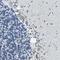 Ubinuclein 2 antibody, HPA019743, Atlas Antibodies, Immunohistochemistry frozen image 