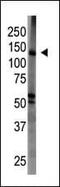 WWP3 antibody, PA5-15496, Invitrogen Antibodies, Western Blot image 