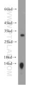 Claudin 18 antibody, 21126-1-AP, Proteintech Group, Western Blot image 