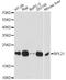 Ribosomal Protein L21 antibody, A14254, ABclonal Technology, Western Blot image 