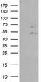 Protein Tyrosine Phosphatase Non-Receptor Type 11 antibody, TA501758S, Origene, Western Blot image 