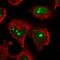 Nucleolar Complex Associated 4 Homolog antibody, HPA053424, Atlas Antibodies, Immunofluorescence image 