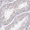 PNP antibody, HPA001625, Atlas Antibodies, Immunohistochemistry frozen image 