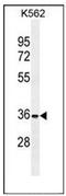 Forkhead Box I3 antibody, AP51711PU-N, Origene, Western Blot image 