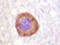Potassium Voltage-Gated Channel Subfamily A Member 3 antibody, AP20254PU-N, Origene, Immunohistochemistry frozen image 