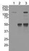 LRR Binding FLII Interacting Protein 1 antibody, NBP1-71835, Novus Biologicals, Western Blot image 
