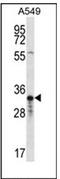 Olfactory Receptor Family 4 Subfamily F Member 5 antibody, AP53055PU-N, Origene, Western Blot image 