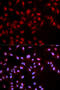 SAFB-like transcription modulator antibody, abx000150, Abbexa, Western Blot image 