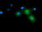 B7 antibody, TA501667, Origene, Immunofluorescence image 