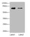 Glucuronic Acid Epimerase antibody, A55279-100, Epigentek, Western Blot image 