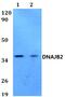 HSJ1 antibody, PA5-75740, Invitrogen Antibodies, Western Blot image 