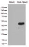 CD134 antibody, M02495-2, Boster Biological Technology, Western Blot image 