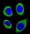 Cytosolic carboxypeptidase-like protein 5 antibody, abx026443, Abbexa, Immunofluorescence image 