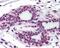 Zinc Finger MYM-Type Containing 2 antibody, 48-915, ProSci, Immunohistochemistry paraffin image 