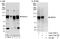 RalBP1-associated Eps domain-containing protein 1 antibody, A303-769A, Bethyl Labs, Immunoprecipitation image 