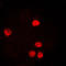 PCNA antibody, LS-C352651, Lifespan Biosciences, Immunofluorescence image 