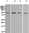 Zic Family Member 1 antibody, ab134951, Abcam, Western Blot image 