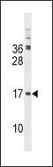 TSC22 Domain Family Member 3 antibody, LS-C160246, Lifespan Biosciences, Western Blot image 