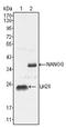 Nanog Homeobox antibody, AM06293SU-N, Origene, Western Blot image 