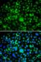 SET and MYND domain-containing protein 3 antibody, LS-C346352, Lifespan Biosciences, Immunofluorescence image 