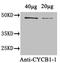 Cyclin-B1-1 antibody, orb28110, Biorbyt, Western Blot image 