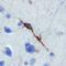 Neuroligin 4 antibody, PA5-47703, Invitrogen Antibodies, Immunohistochemistry frozen image 