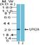 Uroplakin-3a antibody, orb388770, Biorbyt, Western Blot image 