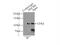 DGCR8 Microprocessor Complex Subunit antibody, 10996-1-AP, Proteintech Group, Immunoprecipitation image 
