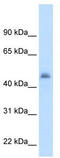 Cytochrome P450 Family 3 Subfamily A Member 7 antibody, TA346219, Origene, Western Blot image 