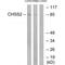 Chondroitin Polymerizing Factor antibody, MBS9411469, MyBioSource, Western Blot image 