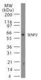 Sentrin-specific protease 2 antibody, ALX-210-863-R200, Enzo Life Sciences, Western Blot image 