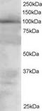 Vav Guanine Nucleotide Exchange Factor 2 antibody, orb95300, Biorbyt, Western Blot image 