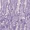 S-arrestin antibody, NBP2-55126, Novus Biologicals, Immunohistochemistry frozen image 