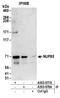 Nucleoporin 85 antibody, A303-977A, Bethyl Labs, Immunoprecipitation image 