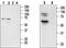 Cannabinoid Receptor 2 antibody, TA328791, Origene, Western Blot image 