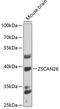 Zinc Finger And SCAN Domain Containing 26 antibody, 23-034, ProSci, Western Blot image 