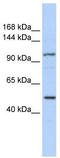 Protein ALO17 antibody, TA341548, Origene, Western Blot image 