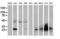 Four And A Half LIM Domains 1 antibody, M01258-1, Boster Biological Technology, Western Blot image 