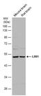 LIM/homeobox protein Lhx1 antibody, PA5-78394, Invitrogen Antibodies, Western Blot image 